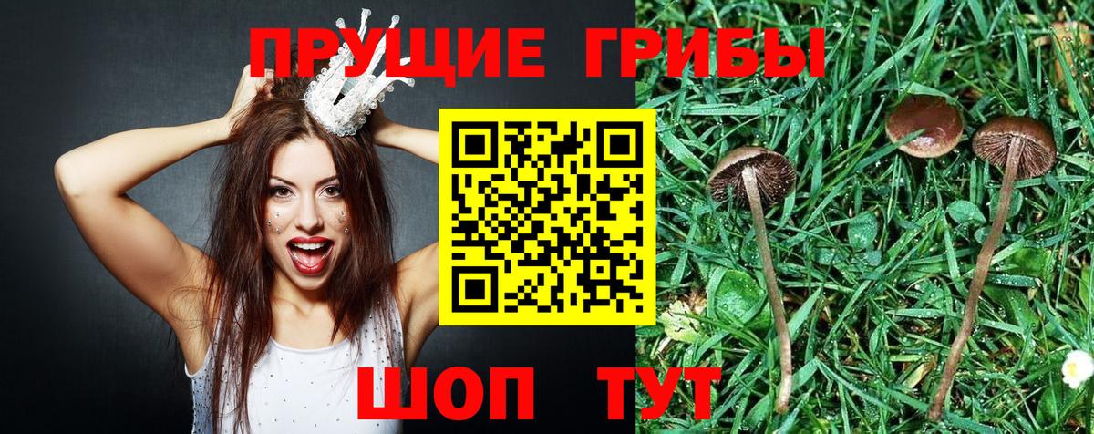 Псилоцибиновые грибы GOLDEN TEACHER  Вход с VPN  Кашира 